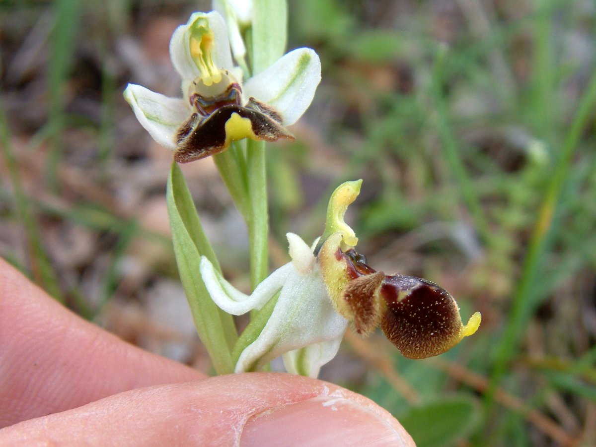 Ultime orchidee per quest''anno - Dalla Grecia con passione